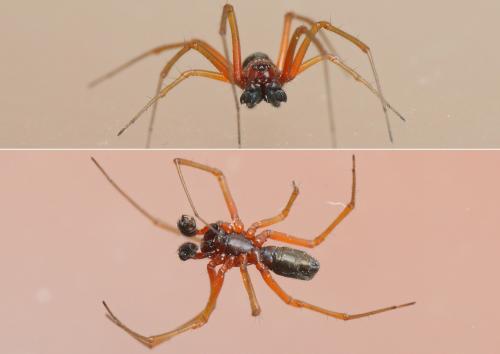 Réf. 182 148 : Frontinellina frutetorum
